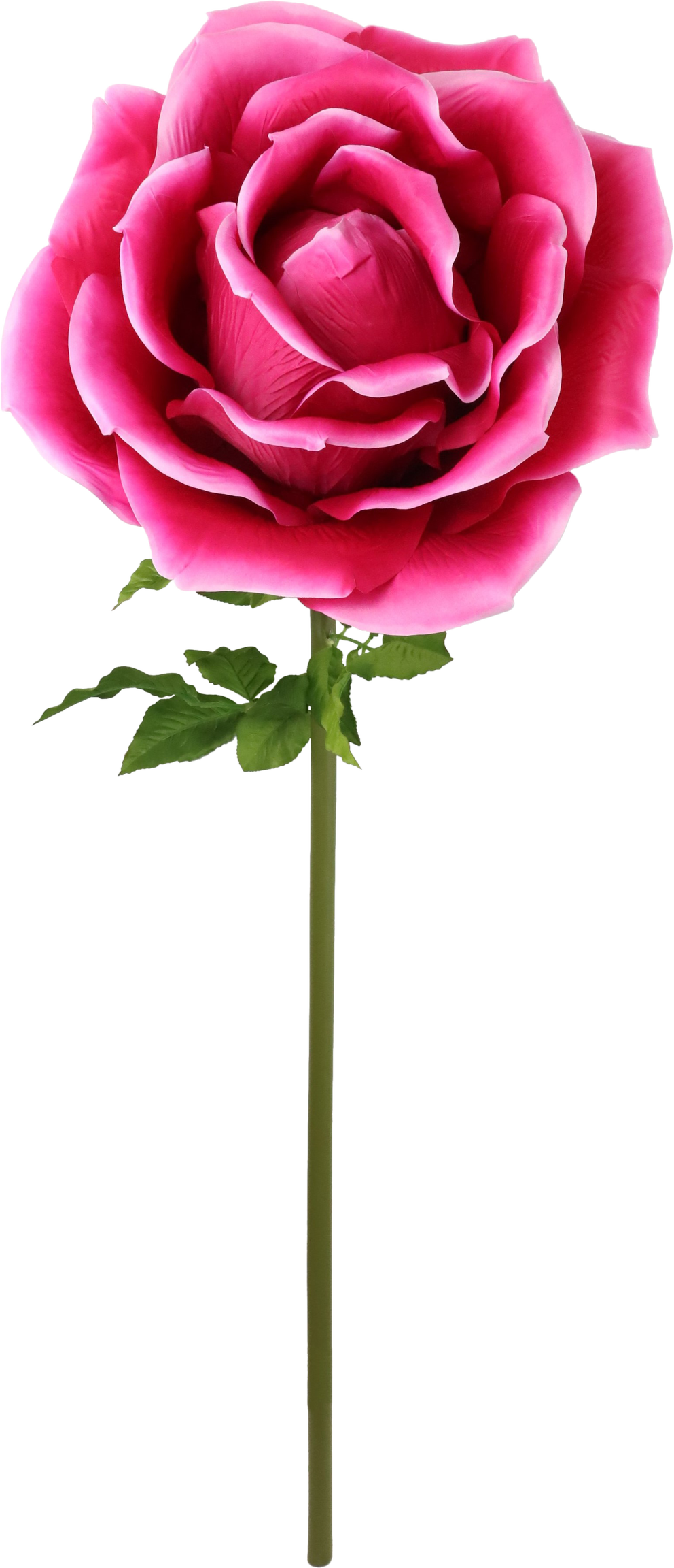 4975 FLEUR GÉANTE  ROSE