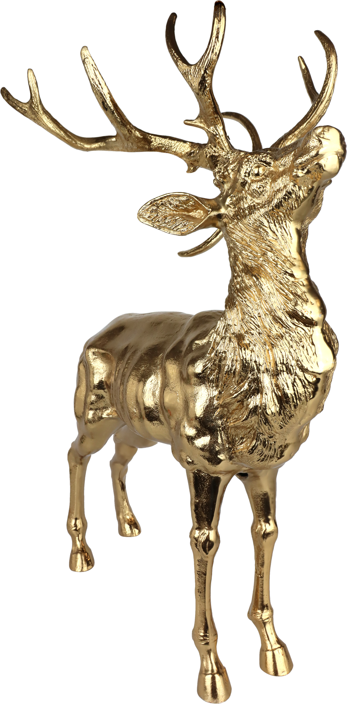 5069 HIRSCH GOLDEN MAJESTY