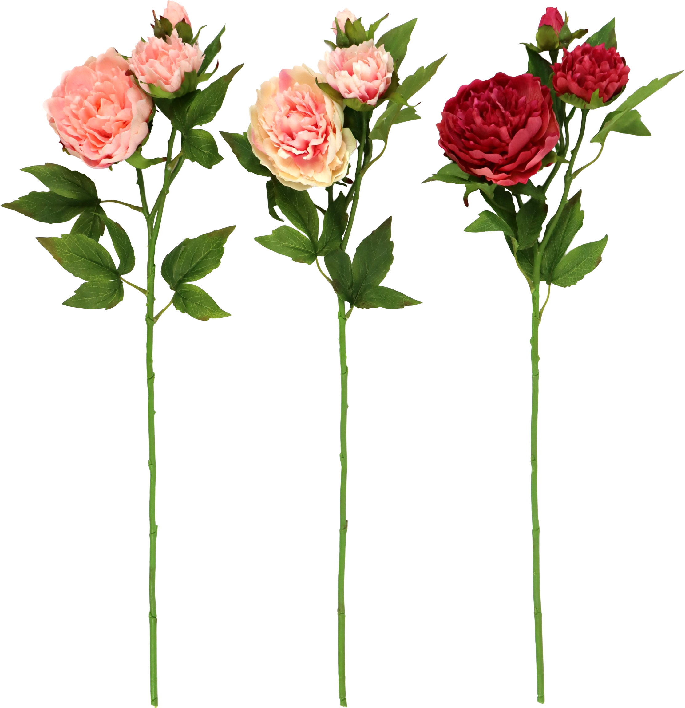 6695 FLEURS DÉCO PFINGSTROSE  3P