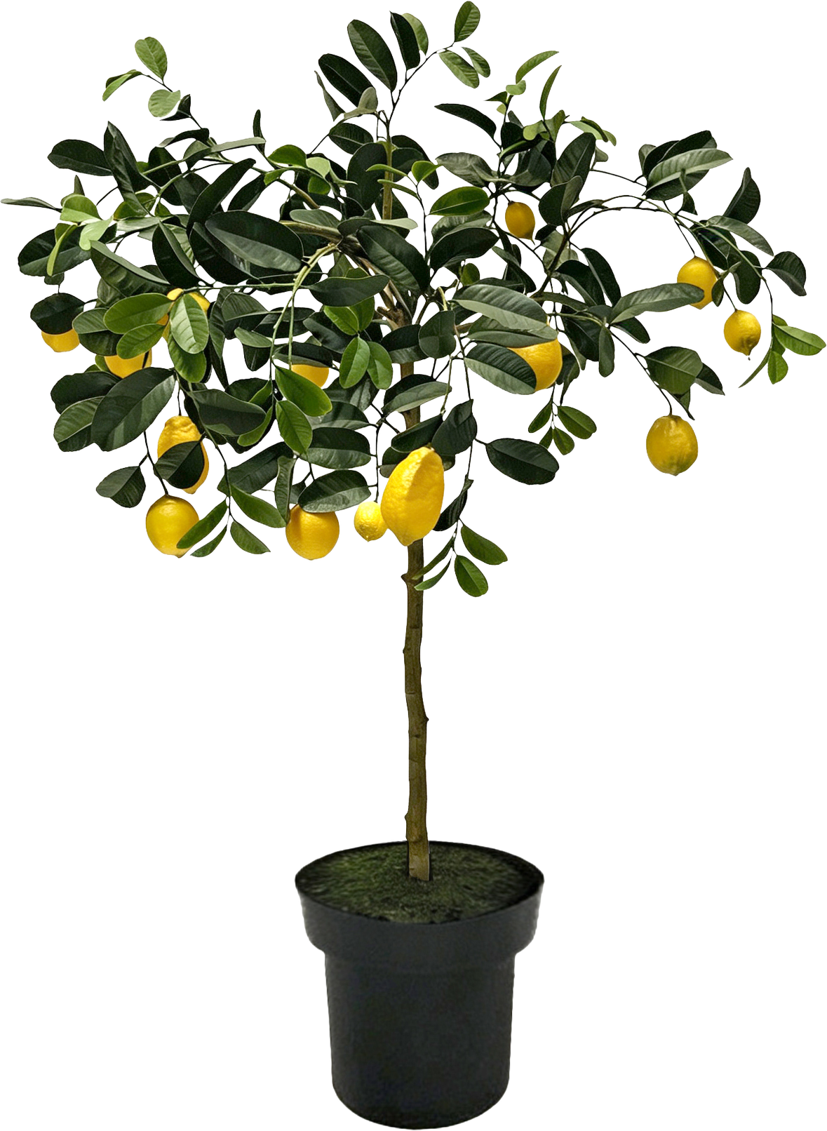 6789 LEMONTREE AMALFI