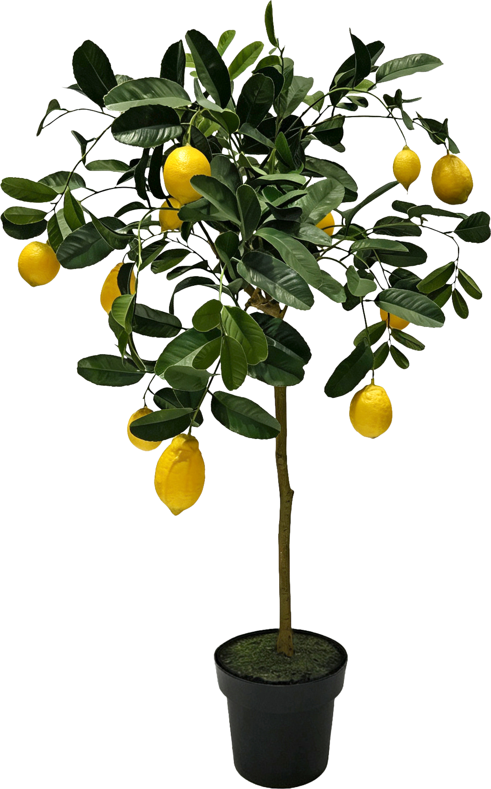 6791 LEMONTREE AMALFI